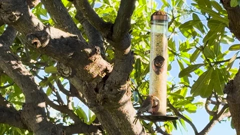 Close-up of a House Wren eating at a tree birdfeeder Stock Footage 291462179