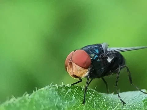 Close-up of a housefly on grass. Fotos Stock