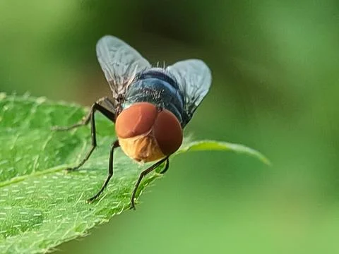 Close-up of a housefly on leaf. Foto stock