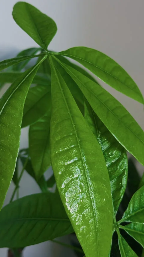 Close Up of Houseplant Leaf Misting 動画素材 340329216