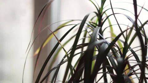 Close up houseplant by the window in the day Video stock 189746337