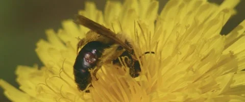 Close up of a Hover bee (syrphidae) collecting juice from a flower Stock Footage 251683774