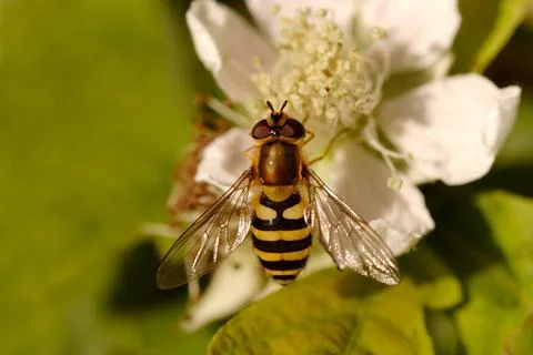 Close up of Hover fly , also known as Syrphid fly on Flower Foto stock