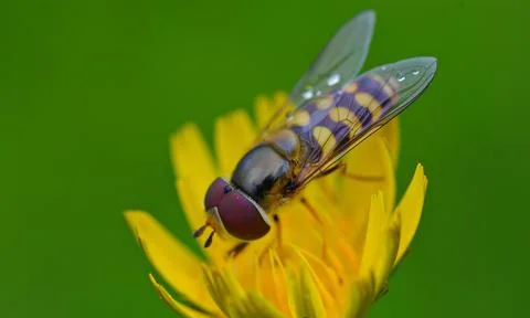 Close-up of Hover fly collecting pollen from autumn flower Stock-Fotos