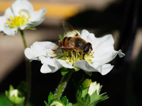 Close-up of a hover fly feeding on a strawberry flower Stock Photos