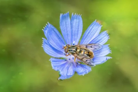 Close-up of Hoverfly on a blue flower. Stock Photos