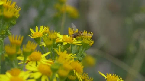 Close up of hoverfly collecting nectar from Ragwort flower during sunny day Stock Footage 172151765