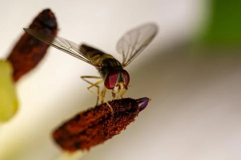 Close-up of a hoverfly on a flower, showcasing intricate details of its eye.. Stock Photos