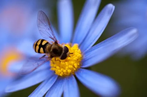 Close up of hoverfly or floating fly on blue daisy flower Stock Photos