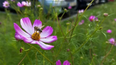 Close-up of Hoverfly on Pink Cosmos Flower Flying Away Stock Footage 285042718