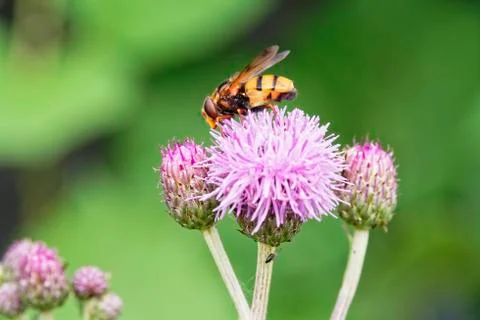 Close up of a hoverfly on Plume Thistle flower. Foto stock