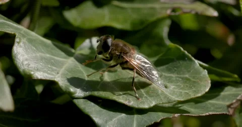 Close-up of a hoverfly resting on a green leaf in natural sunlight. Stock Footage 306021398