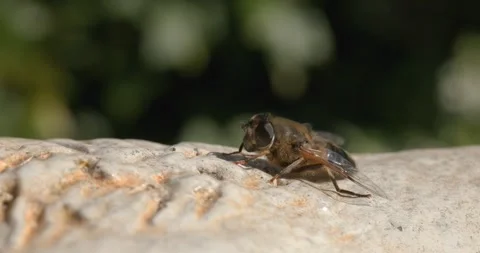 Close-up of a hoverfly resting on a green leaf in natural sunlight. Stock Footage 306021918