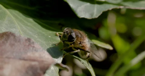 Close-up of a hoverfly resting on a green leaf in natural sunlight. Stock Footage 306021950