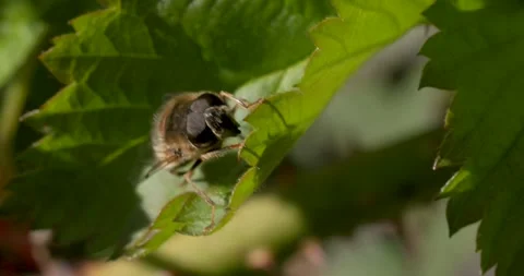 Close-up of a hoverfly resting on a green leaf in natural sunlight. Stock Footage 306022014