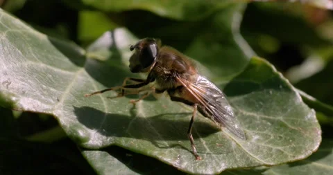 Close-up of a hoverfly resting on a green leaf in natural sunlight. Stock Footage 306022095