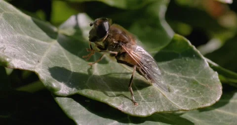 Close-up of a hoverfly resting on a green leaf in natural sunlight. Stock Footage 306022310