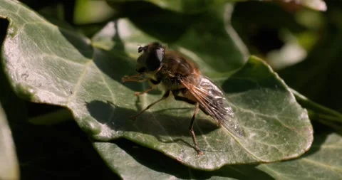 Close-up of a hoverfly resting on a green leaf in natural sunlight. Stock Footage 306022345