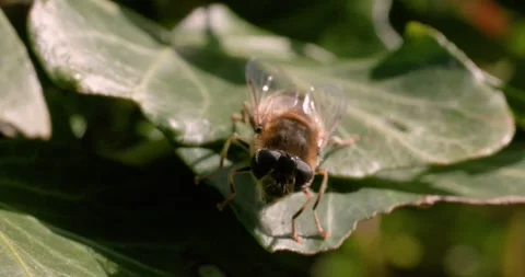 Close-up of a hoverfly resting on a green leaf in natural sunlight. Stock Footage 306022596