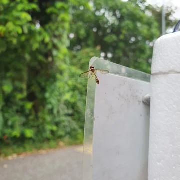 Close-Up of Hoverfly Resting on Transparent Plastic Edge in Nature Stock Photos