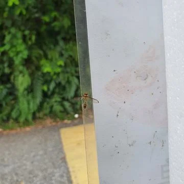 Close-Up of Hoverfly Resting on Transparent Plastic Edge in Nature Stock Photos