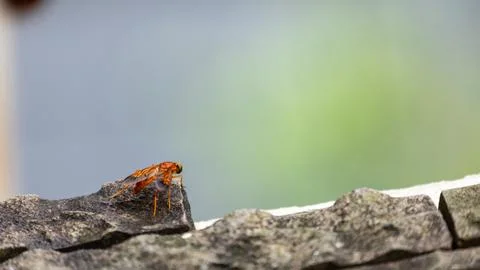 Close Up of a Hoverfly on Stone Stock Photos