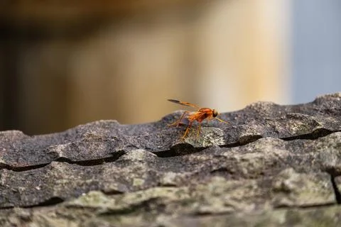 Close Up of a Hoverfly on Stone Stock Photos