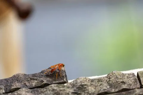 Close Up of a Hoverfly on Stone Stock Photos