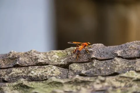 Close Up of a Hoverfly on Stone Stock Photos