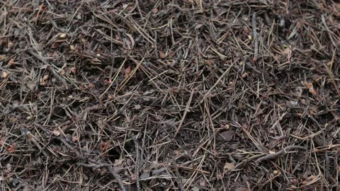Close-up, how do ants move in an anthill Stock Footage 133622018