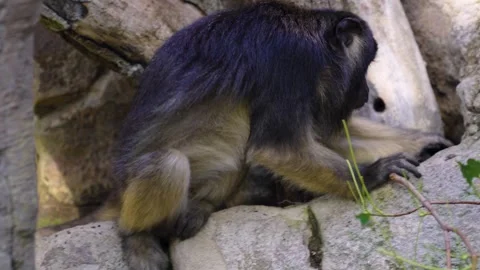 Close up of a howler monkey Video stock 241018767
