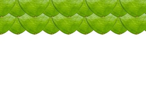 Close up of hoya leaf Stock Photos