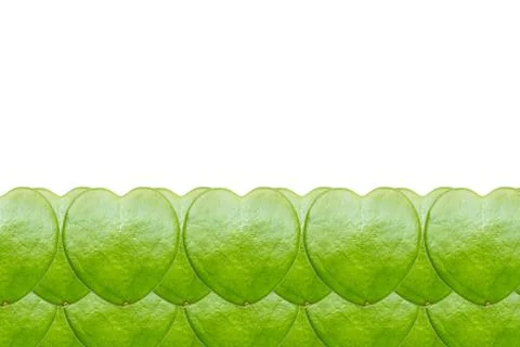 Close up of hoya leaf Stock Photos