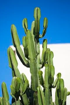 Close up of a huge cactus Stock Photos