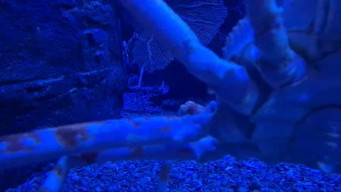 Close-up of a huge crab walking underwater with fish, showing large claws, .. Stock Footage 340407471