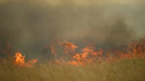 Close up of a huge Grassland fire Burning on a hot day. Stock-Footage 332409995