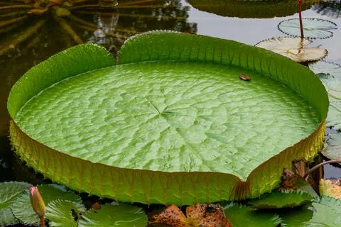 A close-up of a huge lotus leaf floating on the water Stock Photos