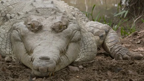 Close-Up Of Huge Orinoco Crocodile Front, Colombia 스톡 동영상 110959833