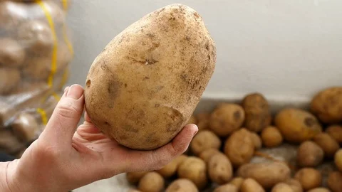 Close-up of a huge potato, close-up of a huge potato in a man's hand 스톡 동영상 118401987
