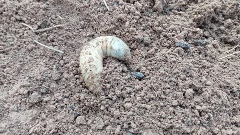 Close Up Of Huge Scarab Grub Digging Into Ground Stock-Footage 335531291