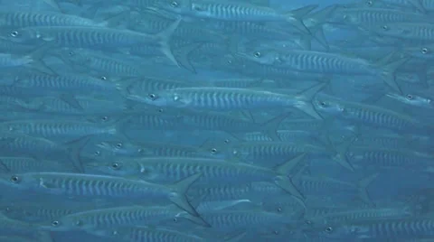 Close up of huge school of barracuda 動画素材 33073506
