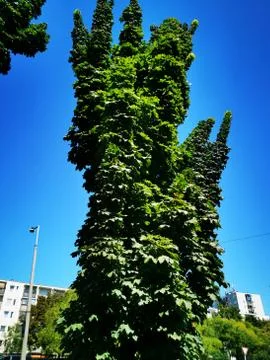 A close up of a huge tree in Miskolc Stock Photos