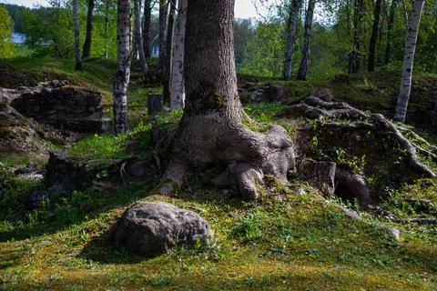 Close-up of a huge tree root with a boulder next to it and green grass. Stock Photos