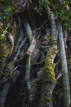 Close up of huge tree trunk growing in forest Stock Photos