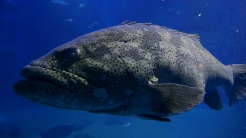 Close up to a Huge ugly grouper fish und... | Stock Video | Pond5