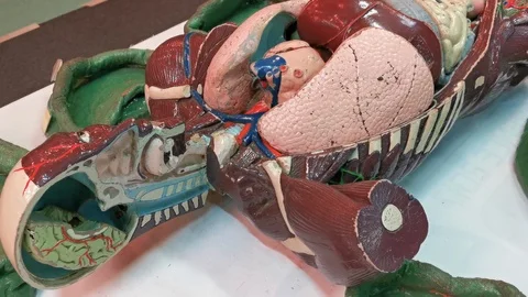 Close up of human anatomy dummy model. Stock Footage 124539705