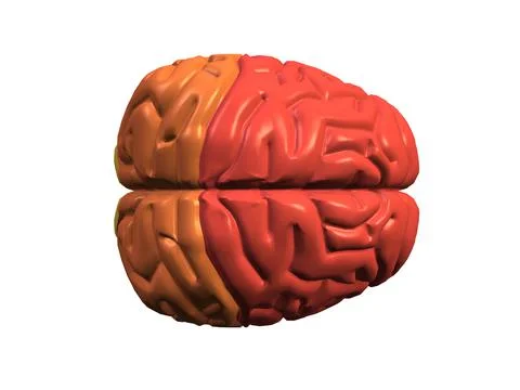 Close-up of a human brain Ilustración de archivo