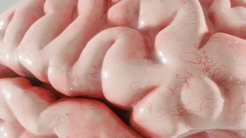 Close-up of human brain surface with blood vessels and folds. 3D anatomical Video stock 308521103