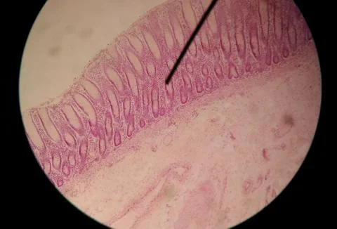 Close up human cells with microscope. Stock Photos