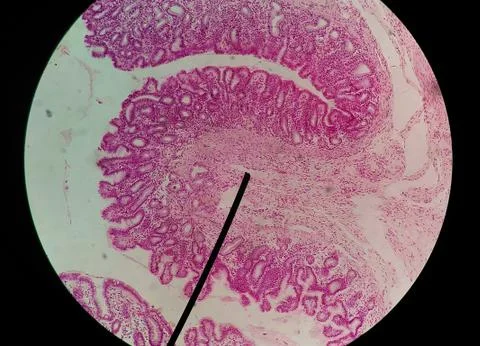 Close up human cells with microscope. Stock Photos